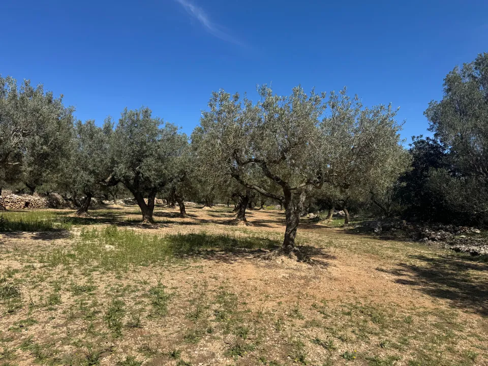 Finca en San Rafael Del Rio, Castellon - foto 2